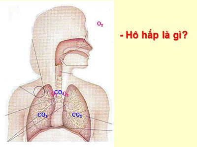 Bài giảng môn Sinh học Khối 8 - Bài 20: Hô hấp và các cơ quan hô hấp