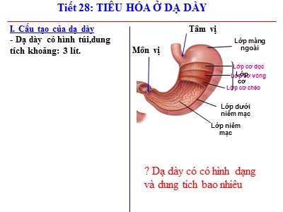 Bài giảng môn Sinh học Lớp 8 - Tiết 28, Bài 28: Tiêu hóa ở ruột non