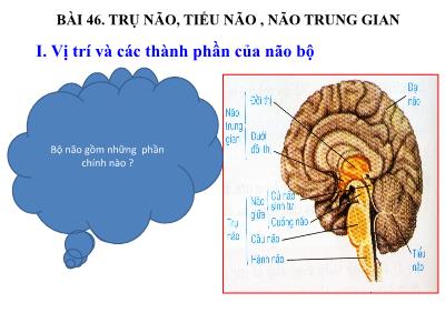 Bài giảng Sinh học Khối 8 - Bài 46: Trụ não, tiểu não, não trung gian